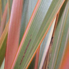 Flax, New Zealand 'Rainbow Queen'